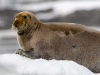 spit3006-017-bearded-seal