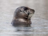 spit3006-025-bearded-seal