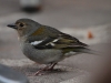 'Madeiran' Chaffinch - Female, Madeira, May 2010