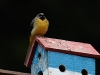 'Madeiran' Grey Wagtail - Madeira, May 2010