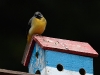 'Madeiran' Grey Wagtail - Madeira, May 2010