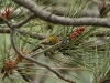 Madeiran Firecrest - Madeira, 23rd May 2010