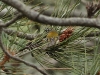 Madeiran Firecrest - Madeira, 23rd May 2010