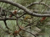 Madeiran Firecrest - Madeira, 23rd May 2010