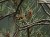 Madeiran Firecrest - Madeira, 23rd May 2010