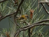 Madeiran Firecrest - Madeira, 23rd May 2010