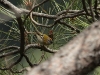 Madeiran Firecrest - Madeira, 23rd May 2010