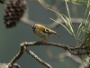 Madeiran Firecrest - Madeira, 23rd May 2010