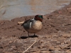 Green-winged Teal - Laguna de Beixa, May 2010