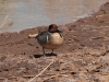 Green-winged Teal - Laguna de Beixa, May 2010