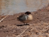 Green-winged Teal - Laguna de Beixa, May 2010