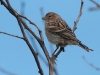 Canary - Female, Madeira, May 2010