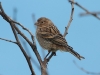 Canary - Female, Madeira, May 2010