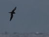 Bulwer's Petrel (Bulweria bulwerii) - Zino's Pelagic - Day One, Madeira, 24th May 2010