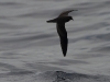 img_2435_bulwers_petrel