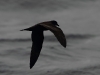 Bulwer's Petrel (Bulweria bulwerii) - Zino's Pelagic - Day One, Madeira, 24th May 2010