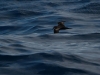 img_2572_bulwers_petrel