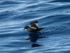 Bulwer's Petrel (Bulweria bulwerii) - Zino's Pelagic - Day One, Madeira, 24th May 2010