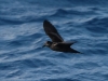 img_2777_bulwers_petrel