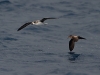 Zino's Petrel (Pterodroma madeira) - Zino's Pelagic - Day One, Madeira, 24th May 2010