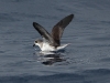 Zino's Petrel (Pterodroma madeira) - Zino's Pelagic - Day One, Madeira, 24th May 2010