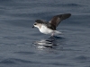 img_3139_zinos_petrel