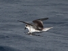 img_3143_zinos_petrel