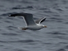 Atlantic Yellow-legged Gull - Madeira, May 2010