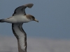 Cory's Shearwater - Zino's Pelagics, Madeira, May 2010