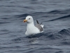 Atlantic Yellow-legged Gull - Madeira, May 2010