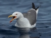 Atlantic Yellow-legged Gull - Madeira, May 2010