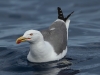 Atlantic Yellow-legged Gull - Madeira, May 2010