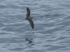 Zino's Petrel (Pterodroma madeira) - Zino's Pelagic - Day Two, Madeira, 25th May 2010