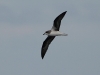 Zino's Petrel (Pterodroma madeira) - Zino's Pelagic - Day Two, Madeira, 25th May 2010