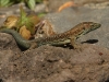 Madeira Wall Lizard - Machico, Madeira, May 2010