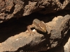 Madeira Wall Lizard - Machico, Madeira, May 2010