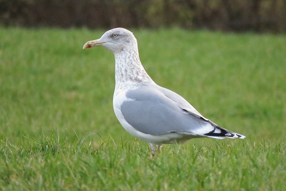 Herring Gull sp argentatus - Cowlishaw, Oldham, January 2018