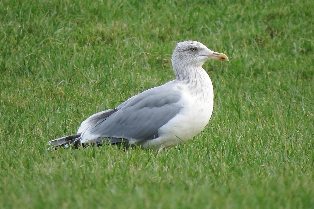 Herring Gull sp argentatus - Cowlishaw, Oldham, January 2018