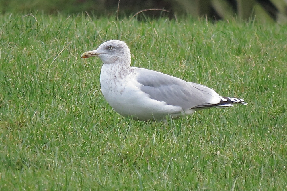 Herring Gull sp argentatus - Cowlishaw, Oldham, January 2018