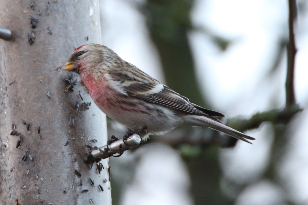 Mealy Redpoll - Elton Reservoir, January 2018