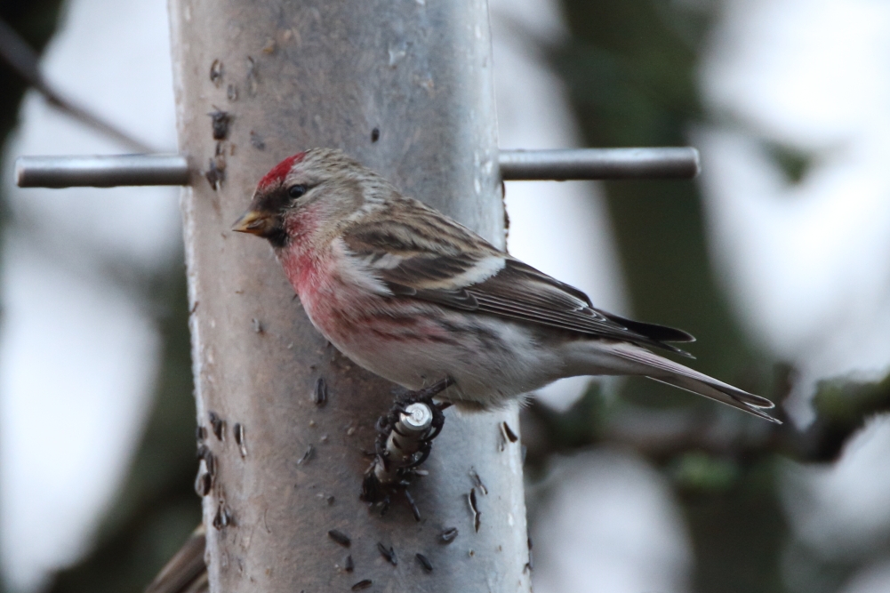 Mealy Redpoll - Elton Reservoir, January 2018