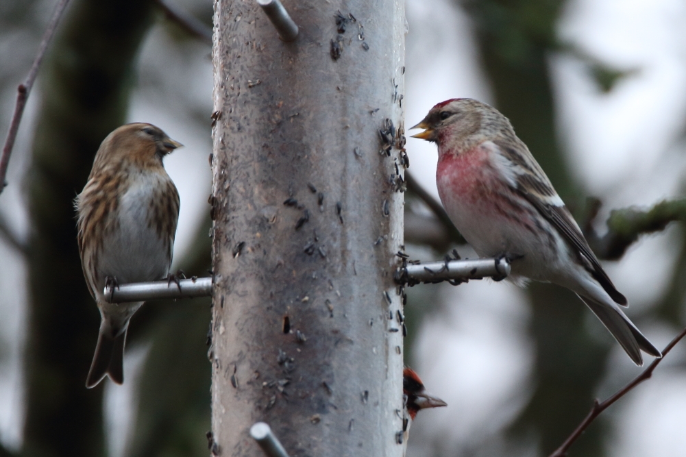 Mealy Redpoll - Elton Reservoir, January 2018