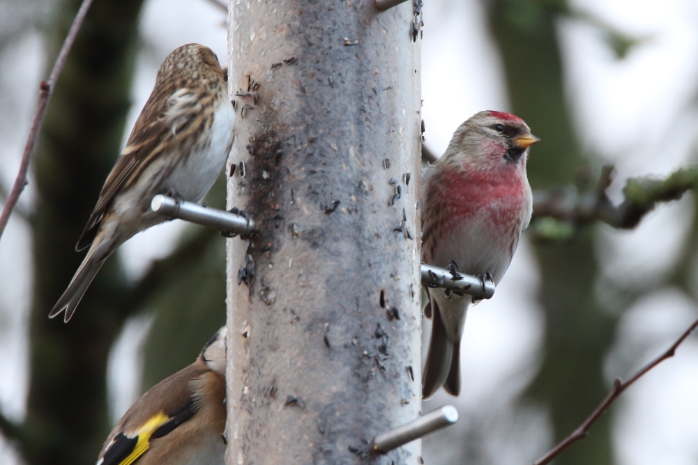 Mealy Redpoll - Elton Reservoir, January 2018