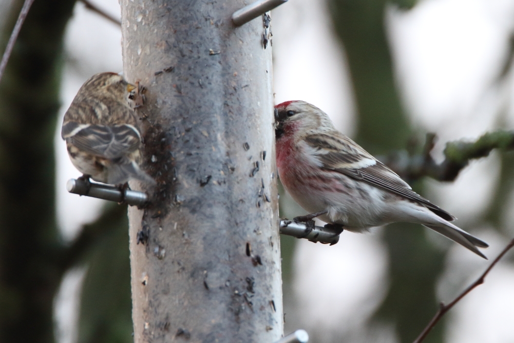 Mealy Redpoll - Elton Reservoir, January 2018