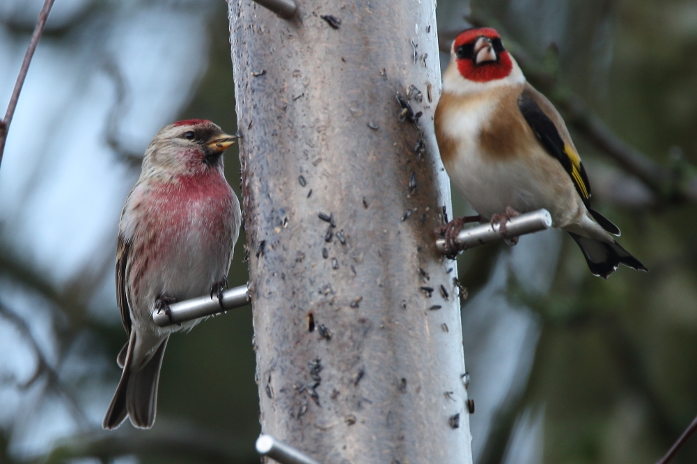 Mealy Redpoll - Elton Reservoir, January 2018