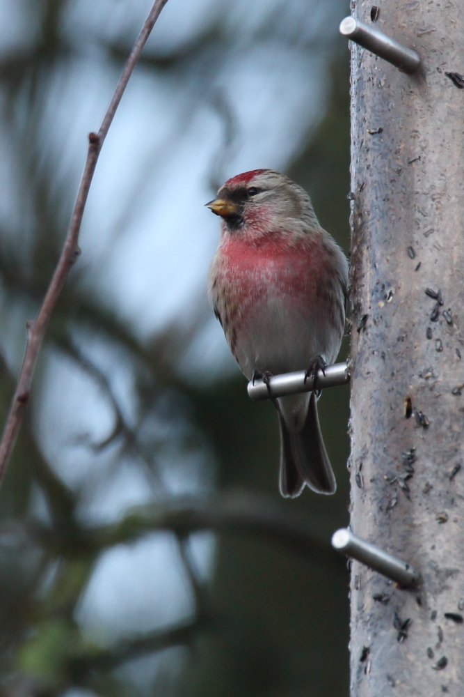 Mealy Redpoll - Elton Reservoir, January 2018