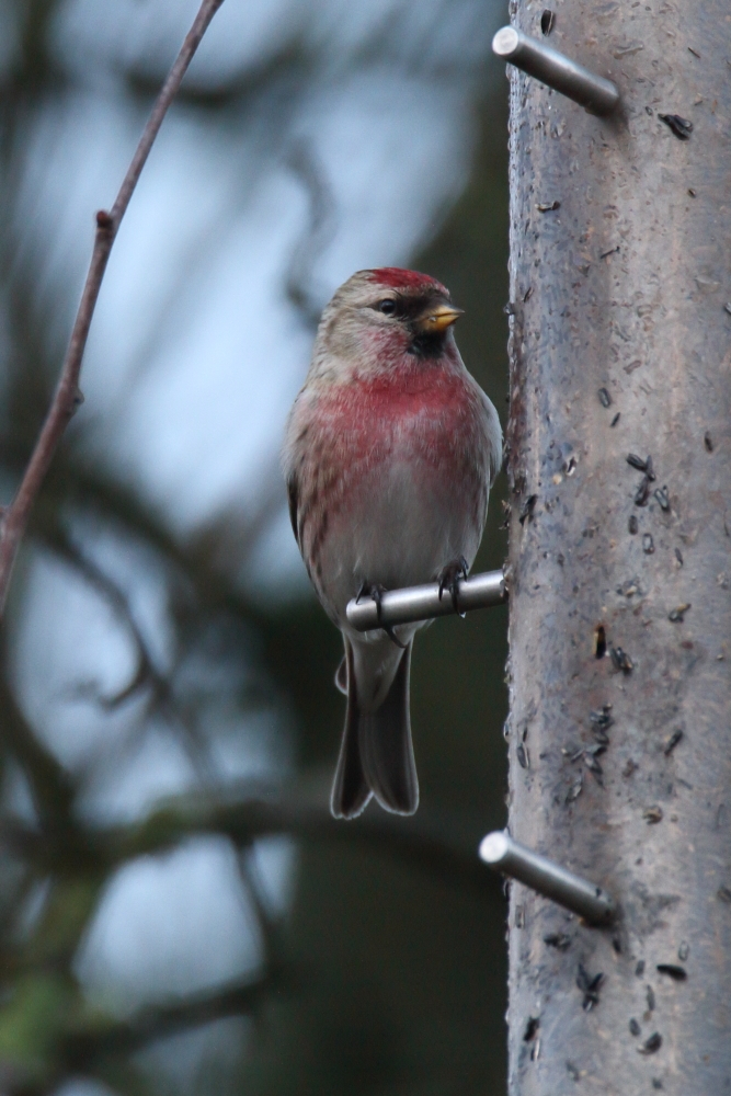 Mealy Redpoll - Elton Reservoir, January 2018