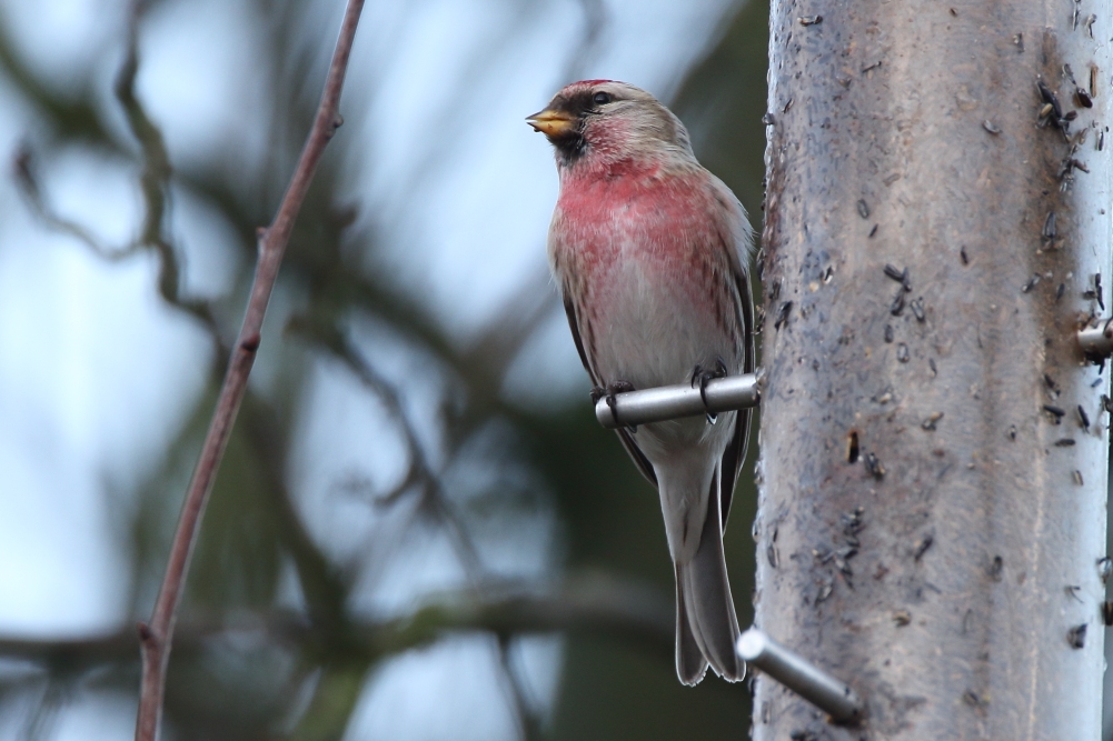 Mealy Redpoll - Elton Reservoir, January 2018