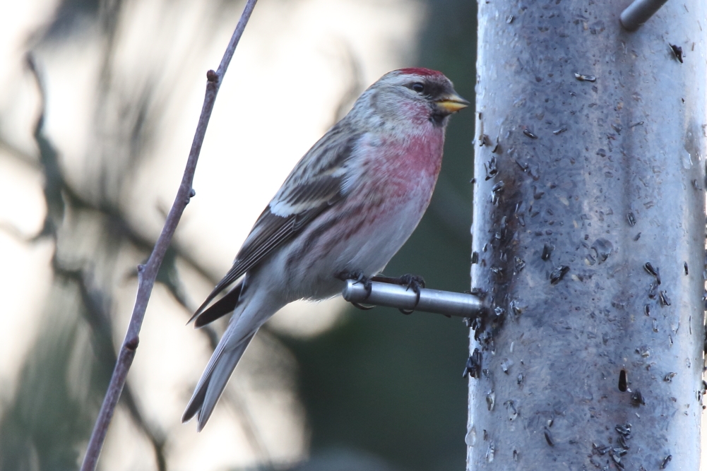 Mealy Redpoll - Elton Reservoir, January 2018