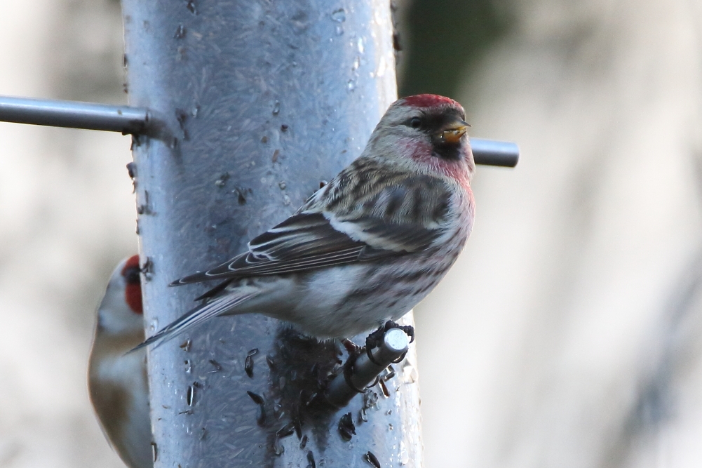 Mealy Redpoll - Elton Reservoir, January 2018